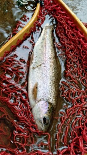 ニジマスの釣果