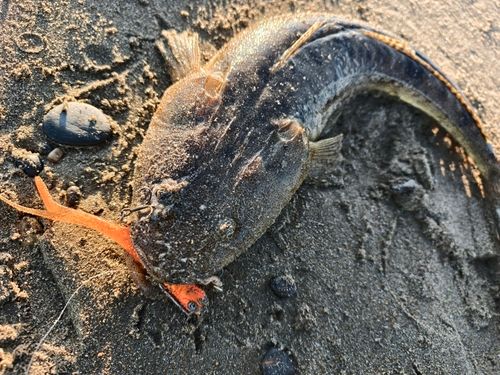 マゴチの釣果