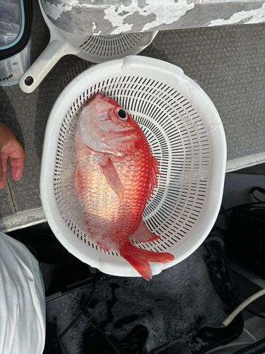 エビスダイの釣果