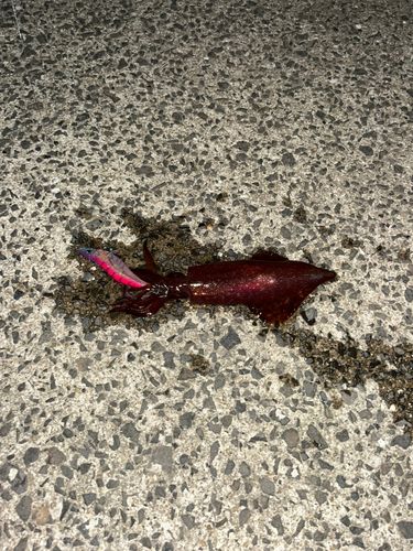 イカの釣果