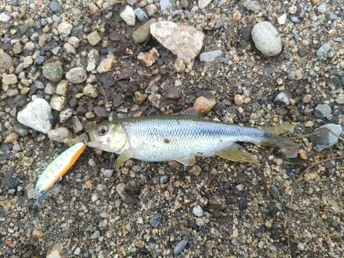 カワムツの釣果
