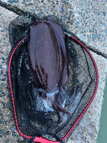 コウイカの釣果