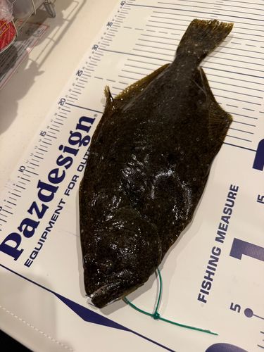 ヒラメの釣果