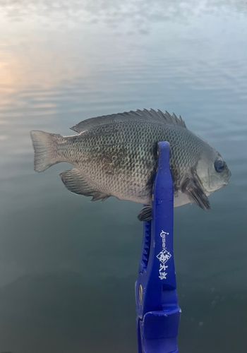 メジナの釣果