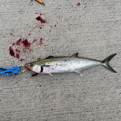 サゴシの釣果