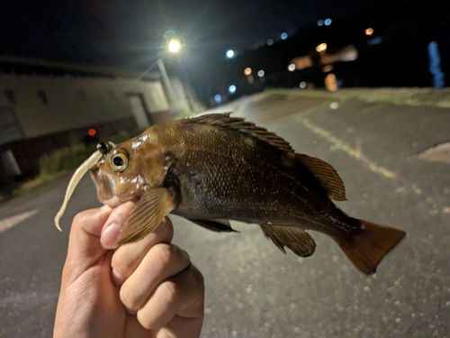 エゾメバルの釣果