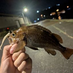 エゾメバル