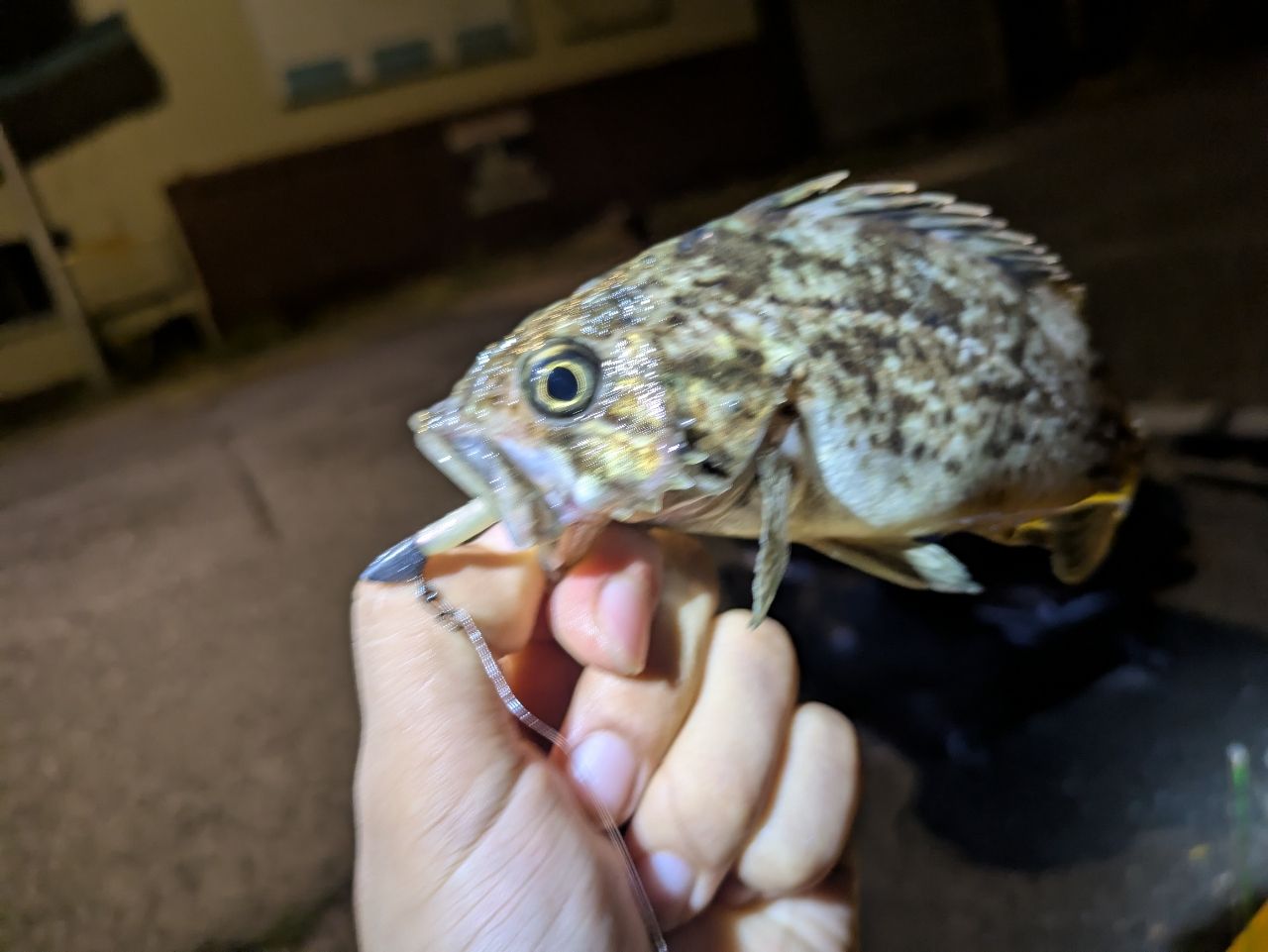 エゾメバル