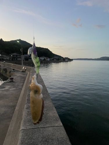 コウイカの釣果