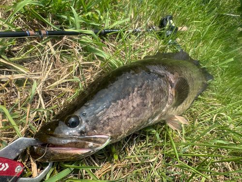 ライギョの釣果