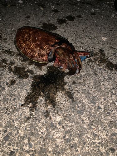 カミナリイカの釣果