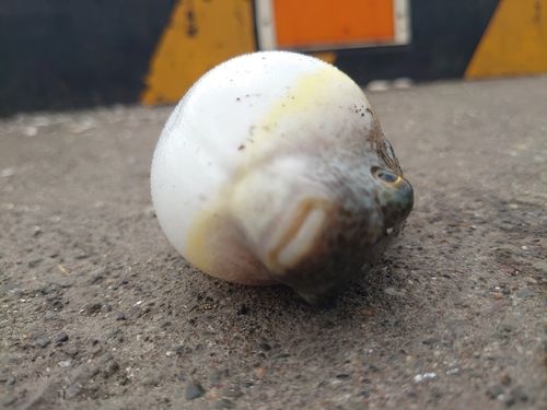マフグの釣果