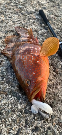 キジハタの釣果