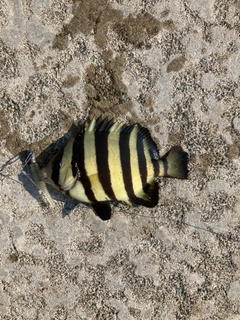サンバソウの釣果