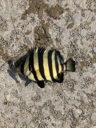 サンバソウの釣果