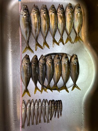 マアジの釣果