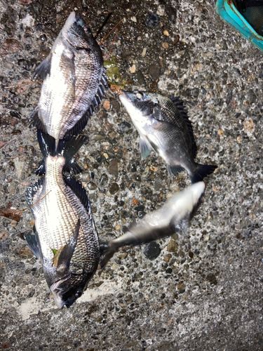 クロダイの釣果