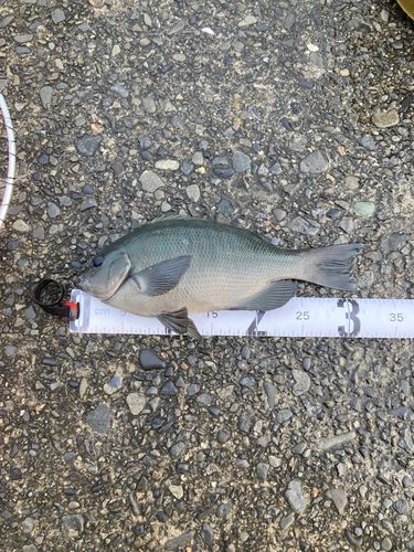 メジナの釣果