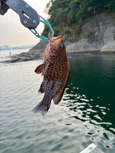 オオモンハタの釣果