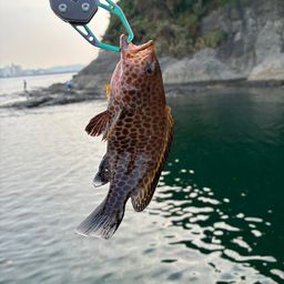 オオモンハタ