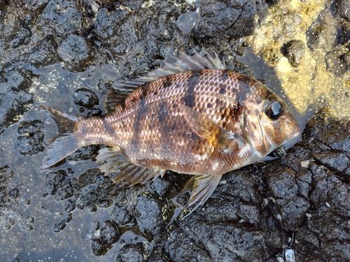 メイチダイの釣果