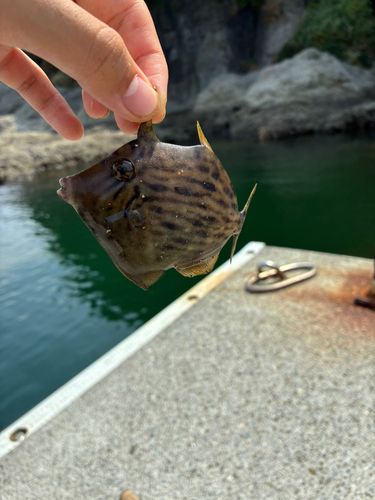 カワハギの釣果