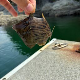 カワハギ