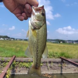 ブラックバス