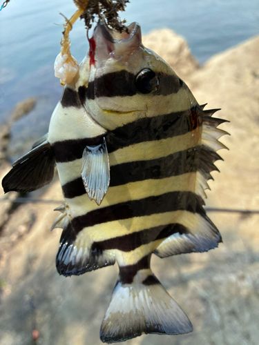 サンバソウの釣果