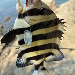サンバソウ