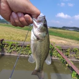 ブラックバス