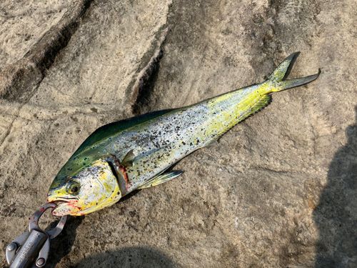 シイラの釣果