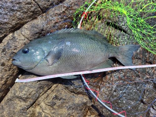 メジナの釣果