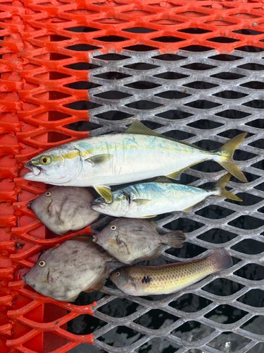 ツバスの釣果