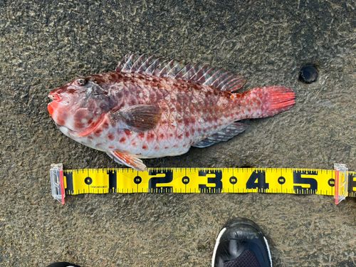 ブダイの釣果