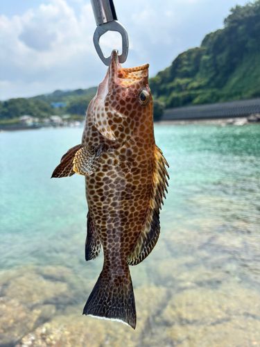 オオモンハタの釣果