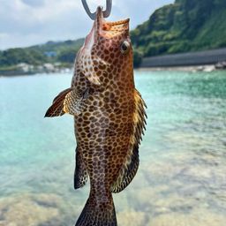 オオモンハタ