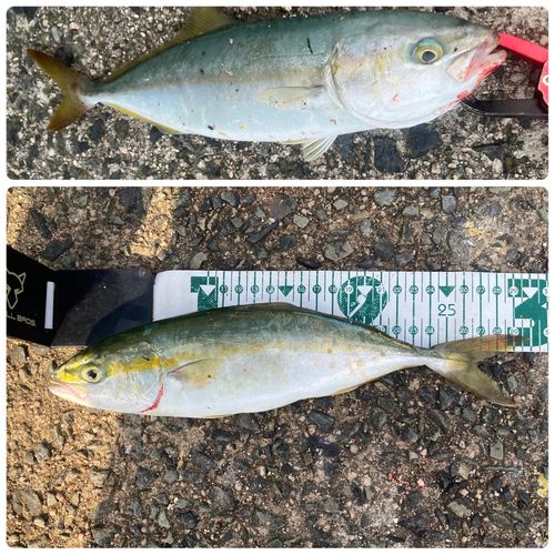 ツバスの釣果