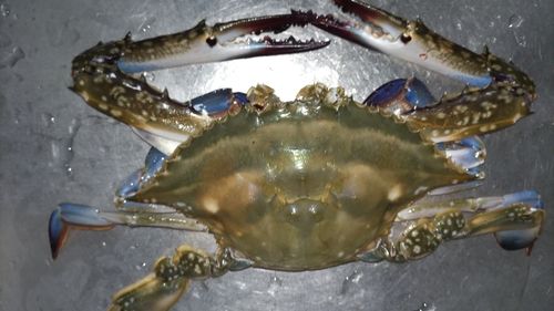 ガザミの釣果
