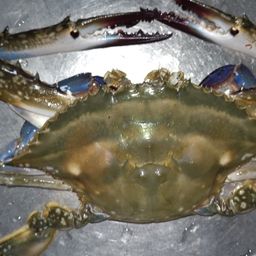 ガザミ