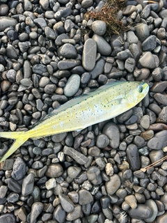 シイラの釣果
