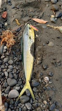 シイラの釣果
