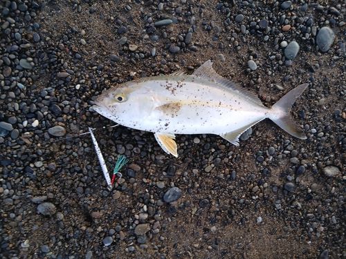 シオの釣果