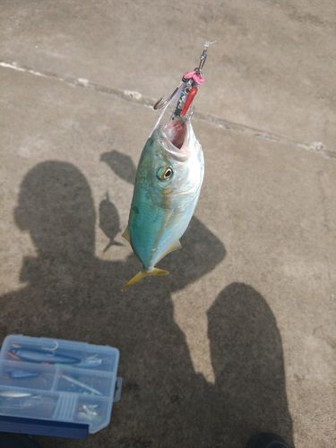 ワカシの釣果