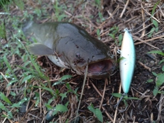ナマズの釣果