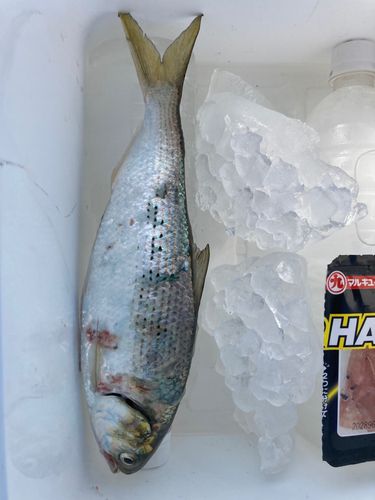 コノシロの釣果