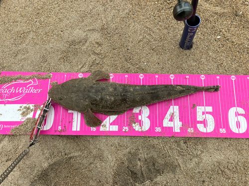 マゴチの釣果