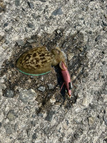 コウイカの釣果