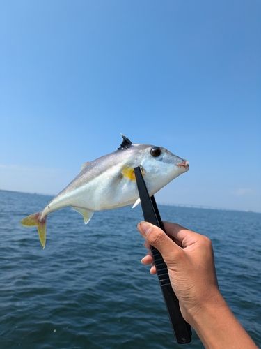 ギマの釣果
