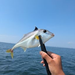 ギマ